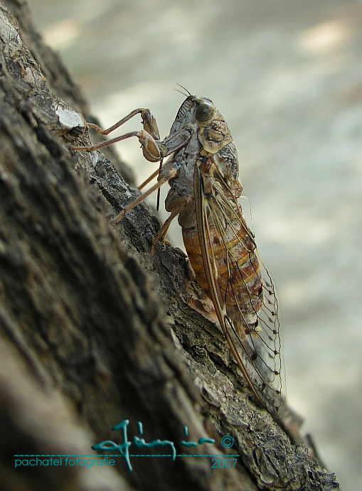 01 - Cikáda chlumní - Cicadetta montana