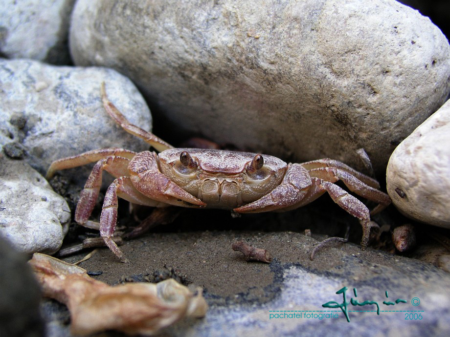 03 - Krab