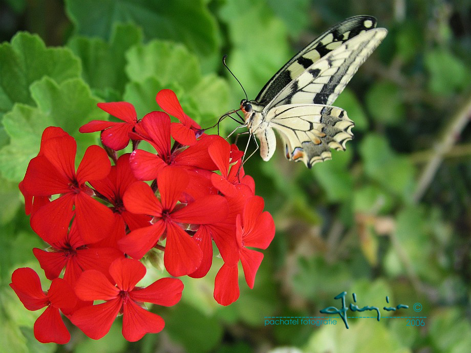07 - Otakárek fenyklový - Papilo machaon L.