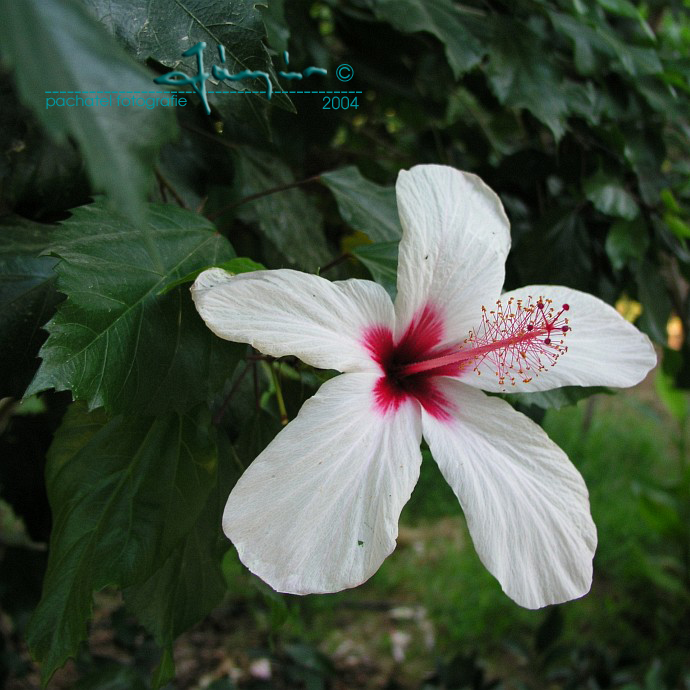 15 - Ibišek - Hibiscus arnottianus