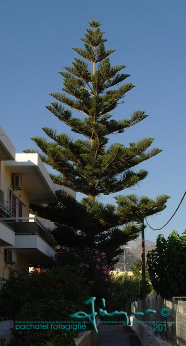 27 - Blahočet nádherný / Araukárie různolistá - Araucaria heterophyla "excelsa"