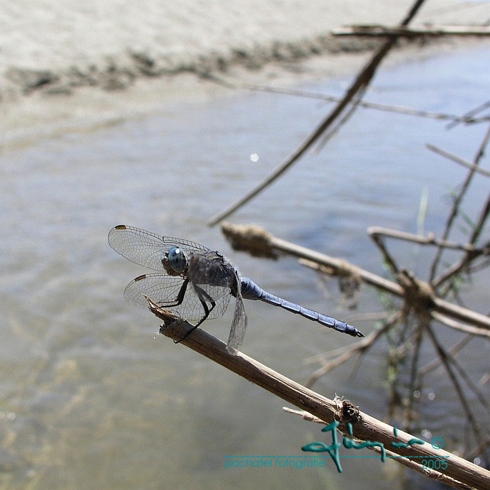 08 - Vážka žlutoskvrná - Orthetrum coerulescens