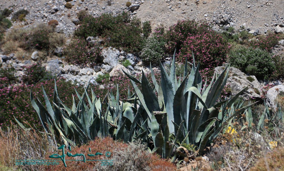 25 - Agáve americká - Agave americana L.